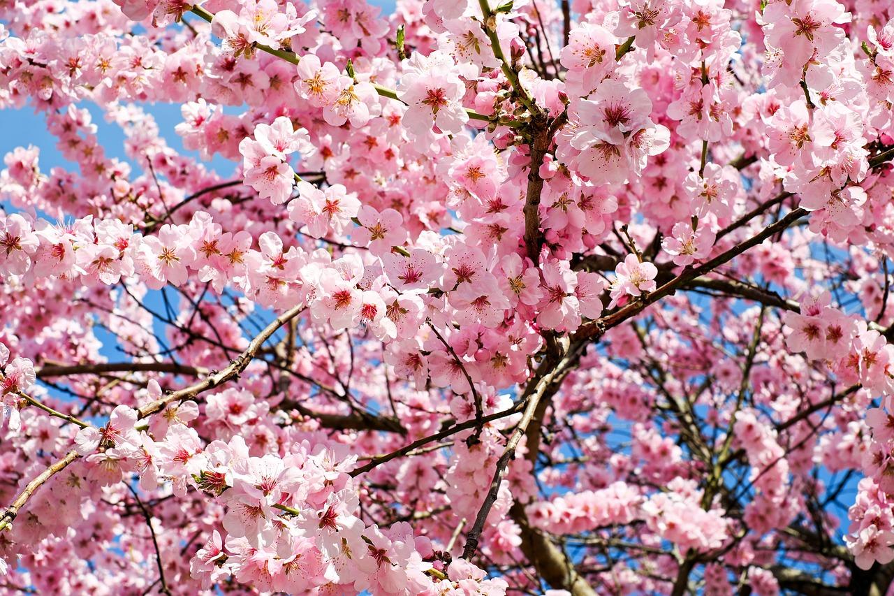 6 Reasons to Visit Japan in Springtime